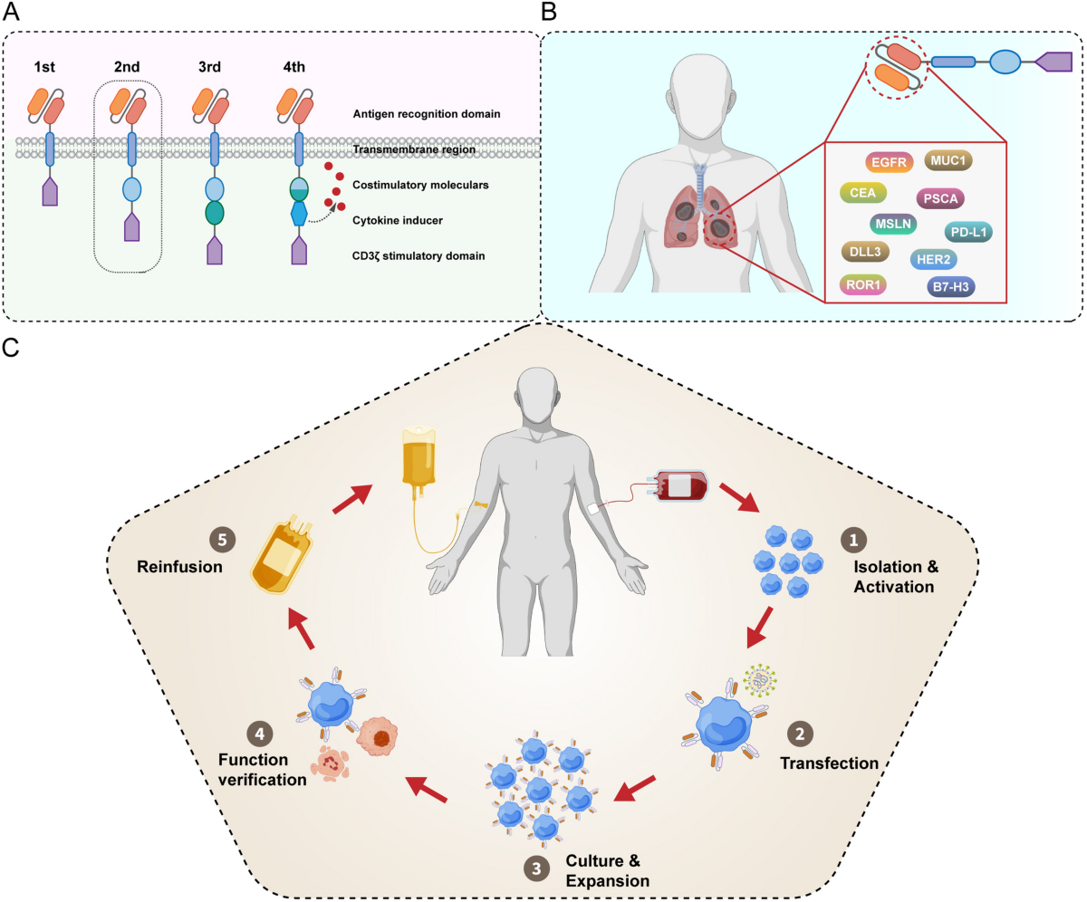 Recent advances and challenges of cellular immunotherapies in lung cancer  treatment | Experimental Hematology & Oncology