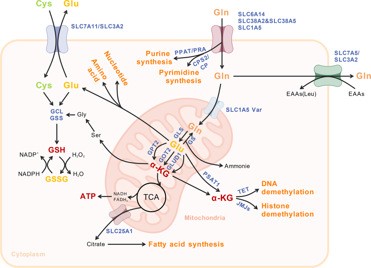 glutathione glutamine metabolism pathway Unraveling the role of in cancer: from cell death mechanisms to tumor microenvironment modulation | Experimental Hematology & Oncology ✨ Reveal your healthiest Concern:Brightening Size:8g (.25 oz) - $9.95