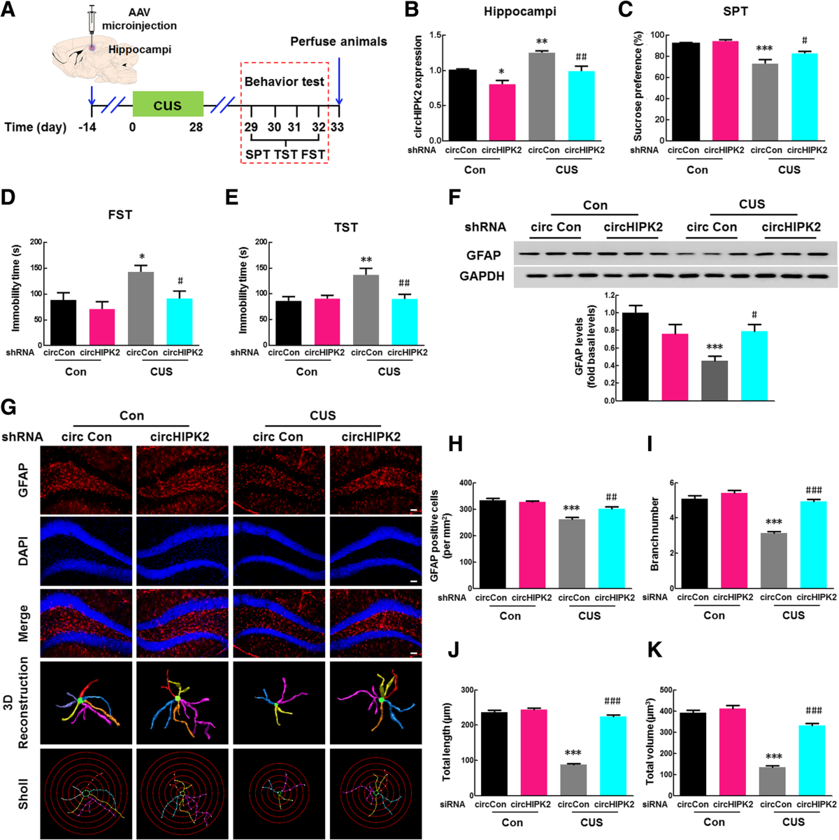 Gut microbiota from NLRP3-deficient mice ameliorates depressive-like  behaviors by regulating astrocyte dysfunction via circHIPK2 | Microbiome |  Full Text
