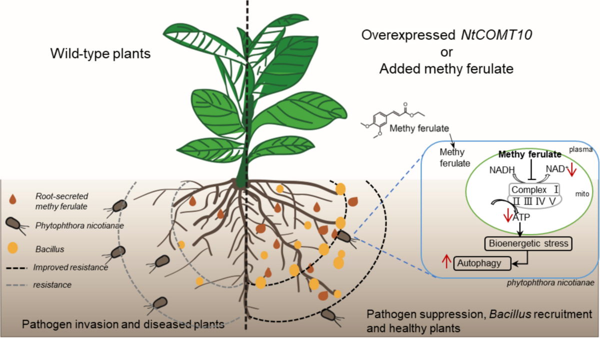 is tobacco a vasoconstrictor Disorders Due to Nicotine Use: Effects, Withdrawal & Treatment is tobacco a vasoconstrictor Disorders Due to Nicotine Use: Effects, Withdrawal & Treatment