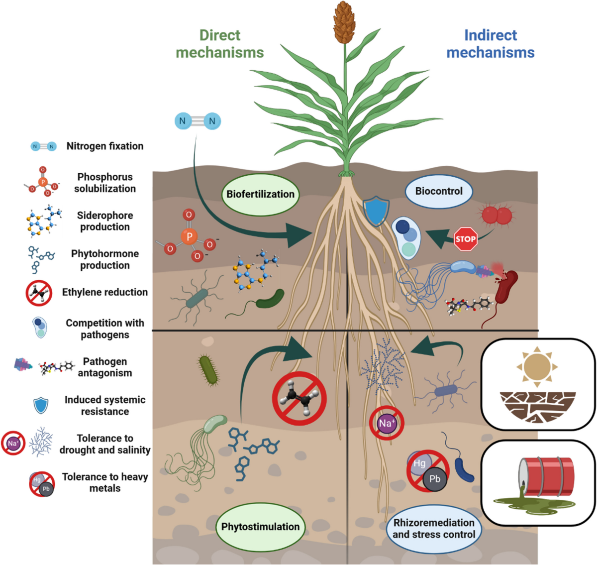 Emerging crops and plant growth-promoting bacteria (PGPB): a synergistic  approach to climate-resilient agriculture | Microbiome | Springer Nature  Link