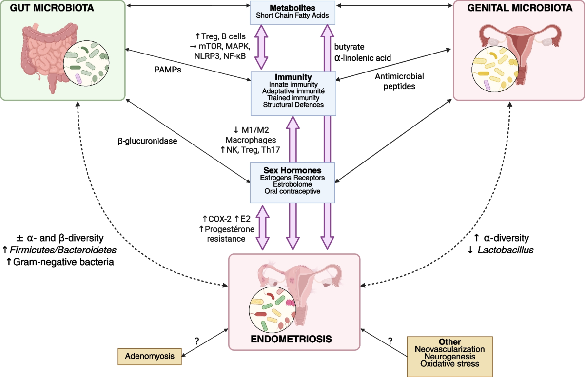 Microbiota insights in endometriosis | Microbiome