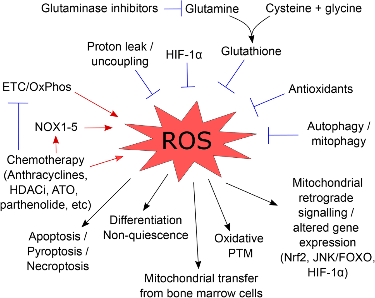 increased glutathione in acute myeloid leukemia Ferritin Leukemia: Not Only a Marker of Inflammation and Iron Overload, but Also a Regulator of Cellular Iron Metabolism, Signaling and Communication Mitochondrial metabolism as a target