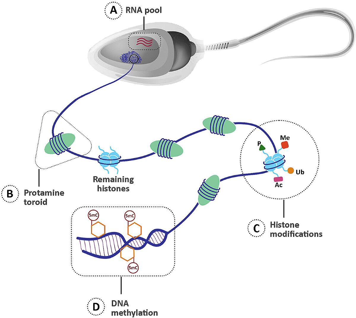 glutathione and sperm genome replication epigenetics male infertility: unraveling the molecular puzzle | Human Genomics Buy Glopetra Face Wash steroid injection Size:60