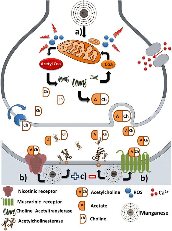 Manganese-induced neurotoxicity: a review of its behavioral consequences and neuroprotective strategies” | BMC Pharmacology and Toxicology