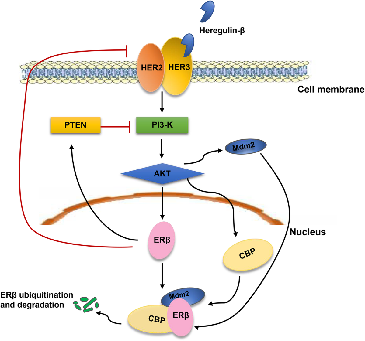 The role of estrogen receptor beta in breast cancer | Biomarker Research, image size:1200x1123