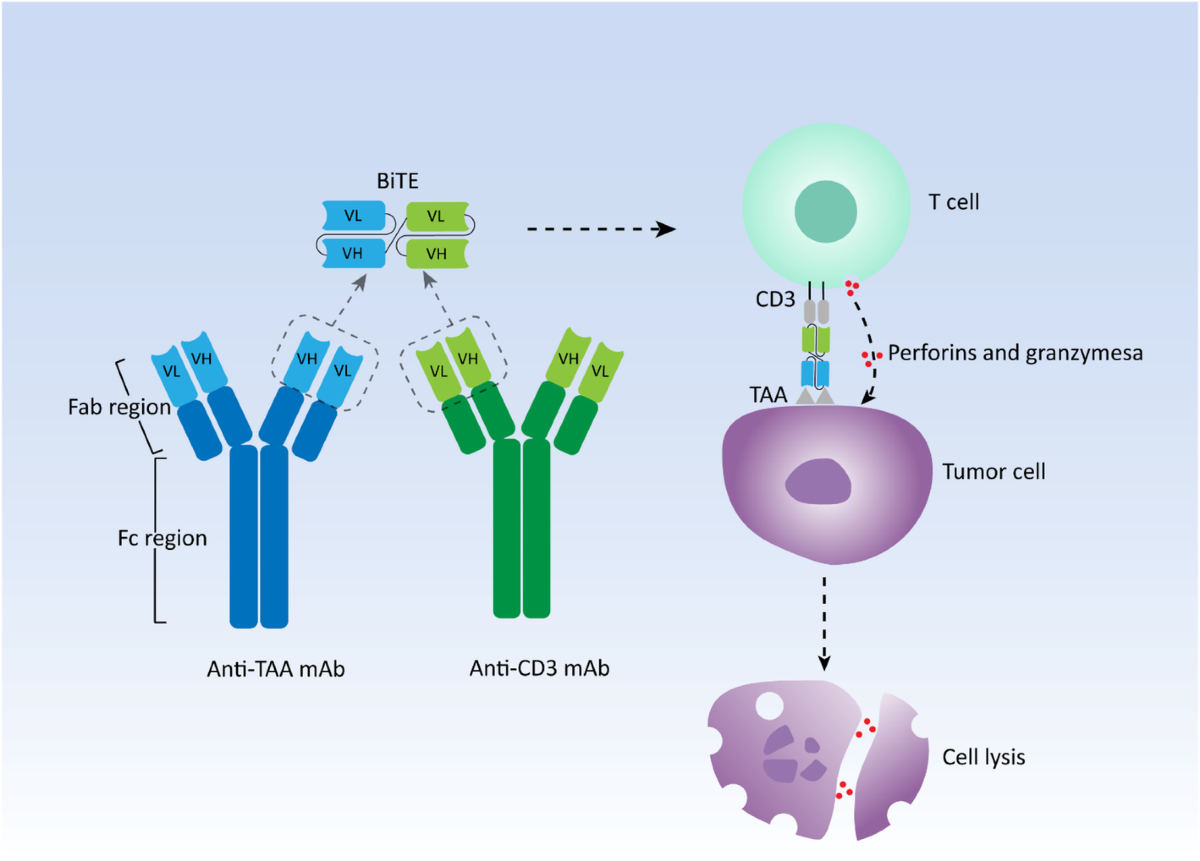 The landscape of bispecific T cell engager in cancer treatment | Biomarker  Research | Full Text