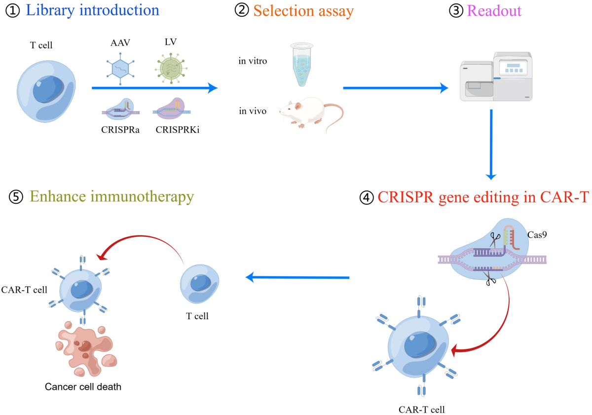 CRISPR/Cas-based CAR-T cells: production and application
