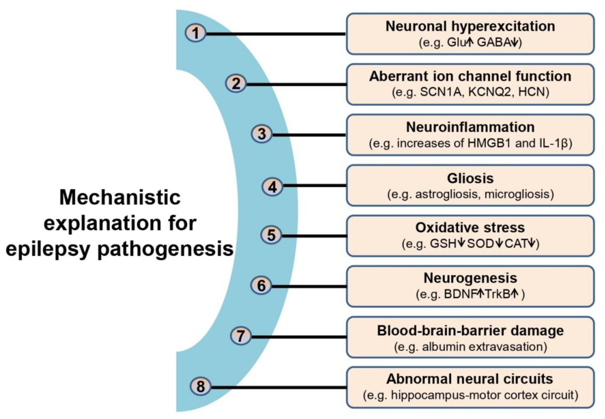 Unveiling the role of histone deacetylases in neurological diseases: focus on epilepsy | Biomarker Research