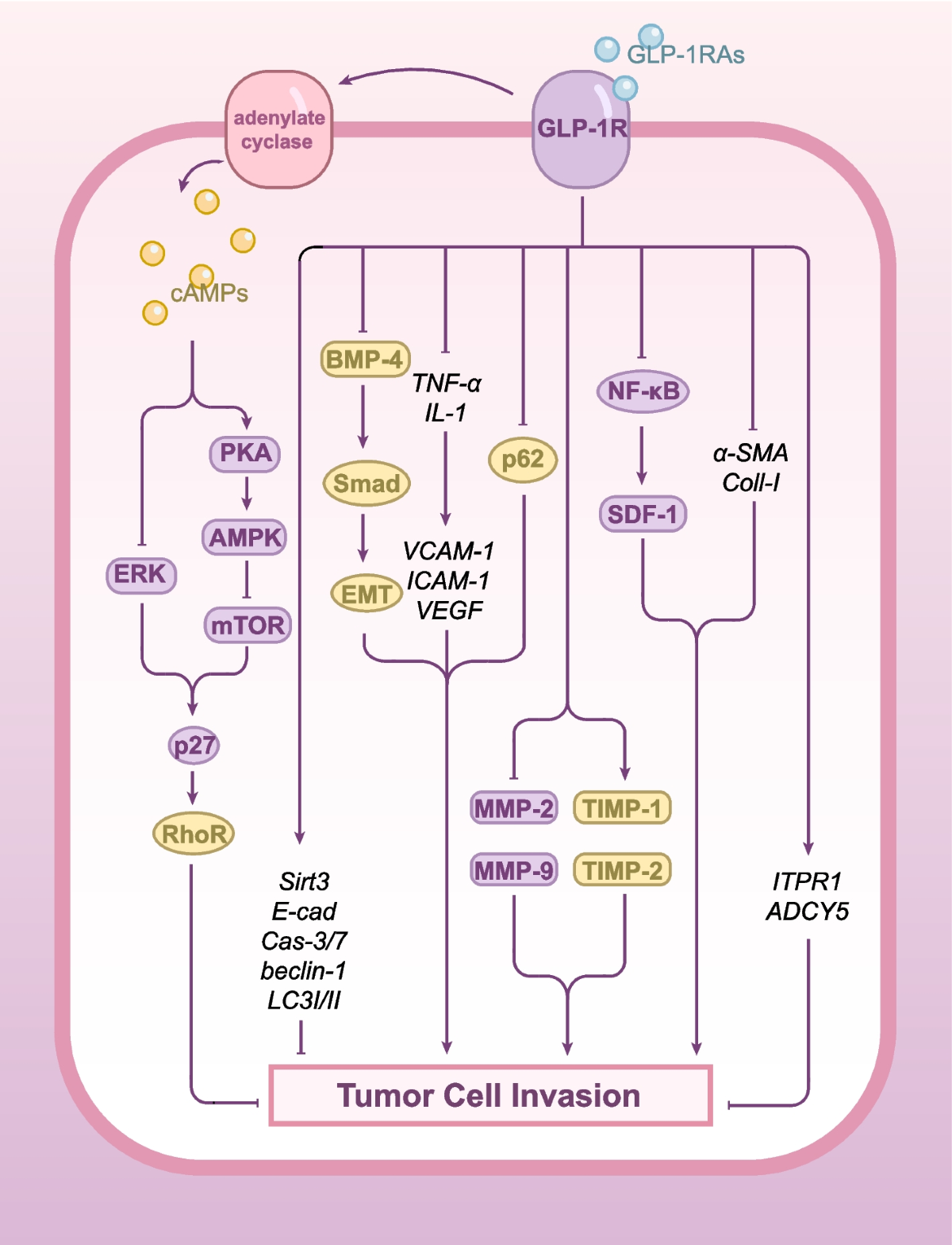 glp-1 cancer prevention Glucagon-like peptide 1 receptor agonists and cancer risk: advancing  precision medicine through mechanistic understanding and clinical evidence  | Biomarker Research