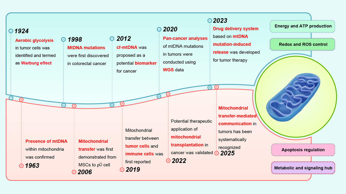 glutathione for fatty liver disease Changes in Glutathione Content in Liver Diseases: An Update