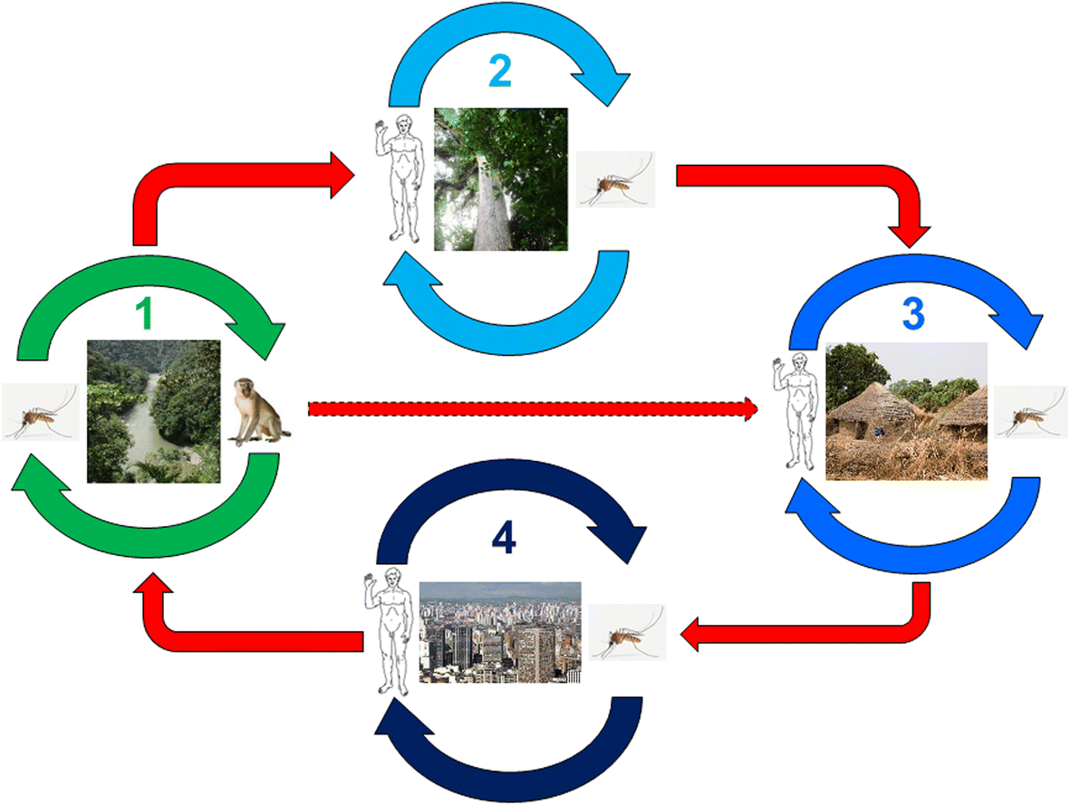 Yellow fever in Africa and the Americas: a historical and epidemiological  perspective | Journal of Venomous Animals and Toxins including Tropical  Diseases, image size:1181x889