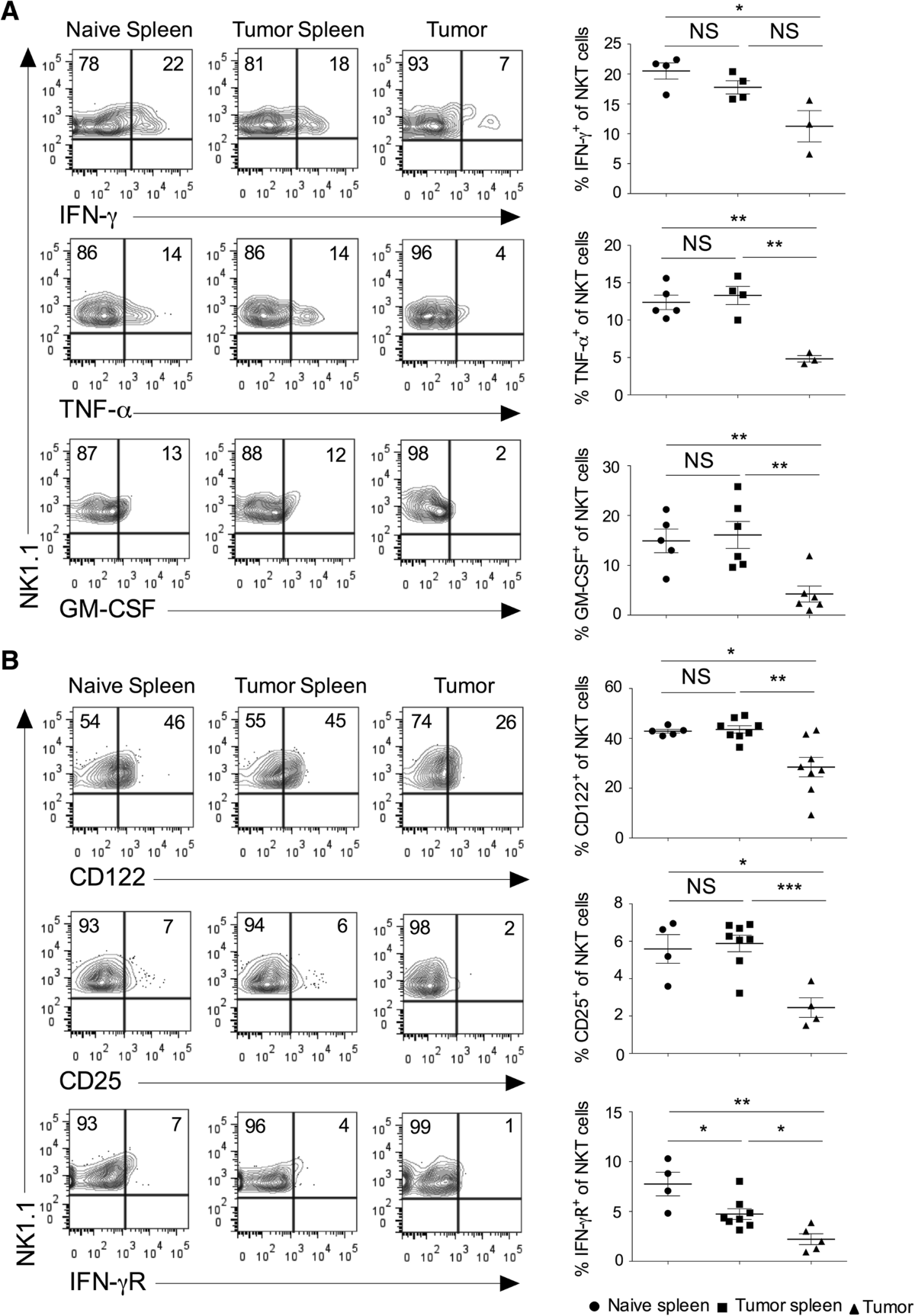 Natural killer T cell activation increases iNOS+CD206- M1  