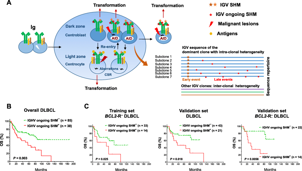 Immunoglobulin somatic hypermutation has clinical impact in DLBCL and  potential implications for immune checkpoint blockade and neoantigen-based  immunotherapies | Journal for ImmunoTherapy of Cancer