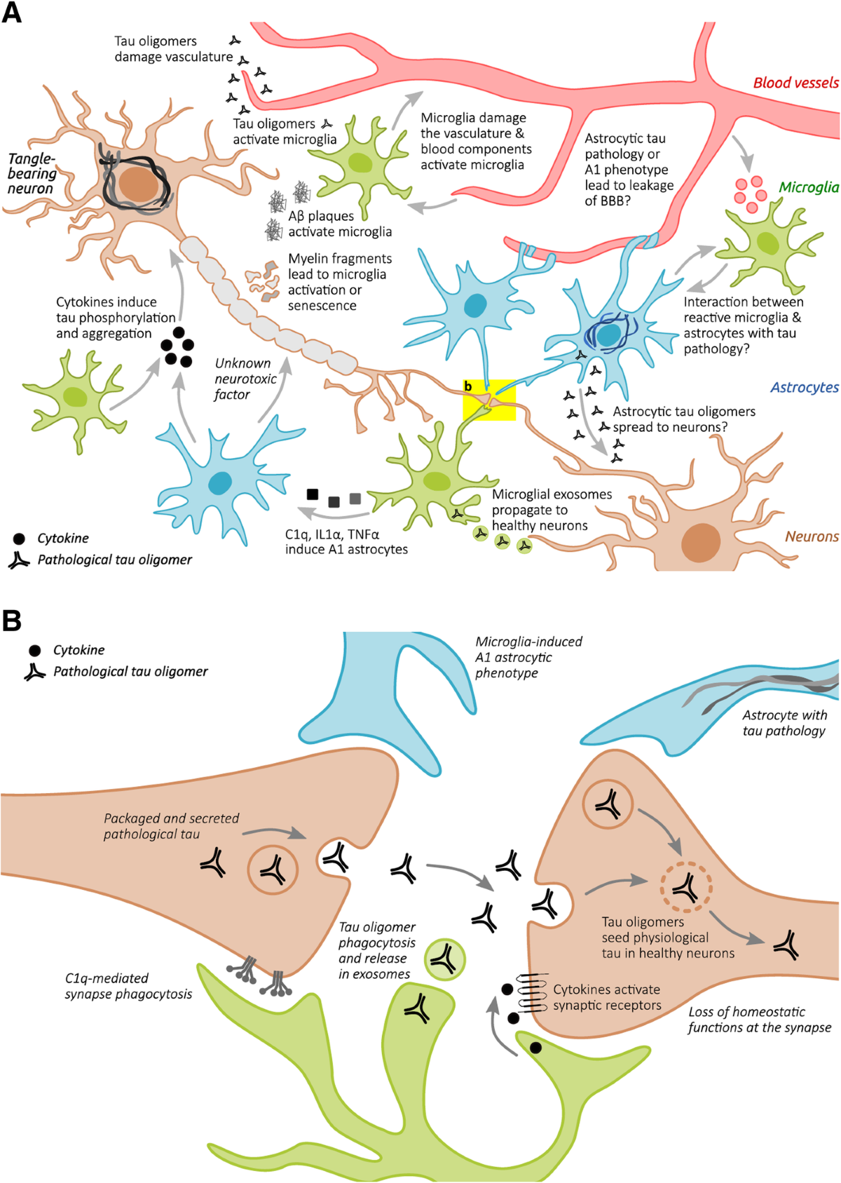 Intersection of pathological tau and microglia at the synapse | Acta  Neuropathologica Communications | Full Text