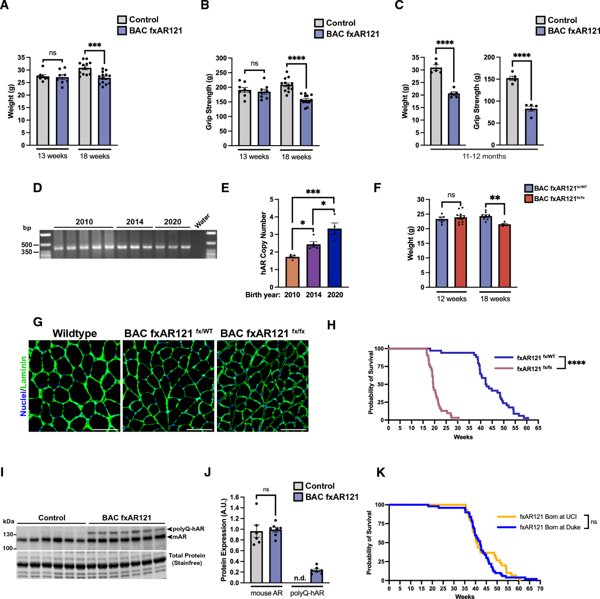 X-linked SBMA model mice display relevant non-neurological phenotypes and  their expression of mutant androgen receptor protein in motor neurons is  not required for neuromuscular disease | Acta Neuropathologica  Communications | Full Text