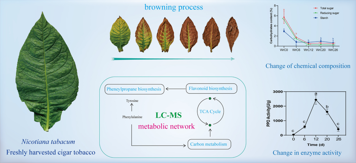 Identification of physiological and metabolic networks involved in  postharvest browning of cigar tobacco leaves | Chemical and Biological  Technologies in Agriculture