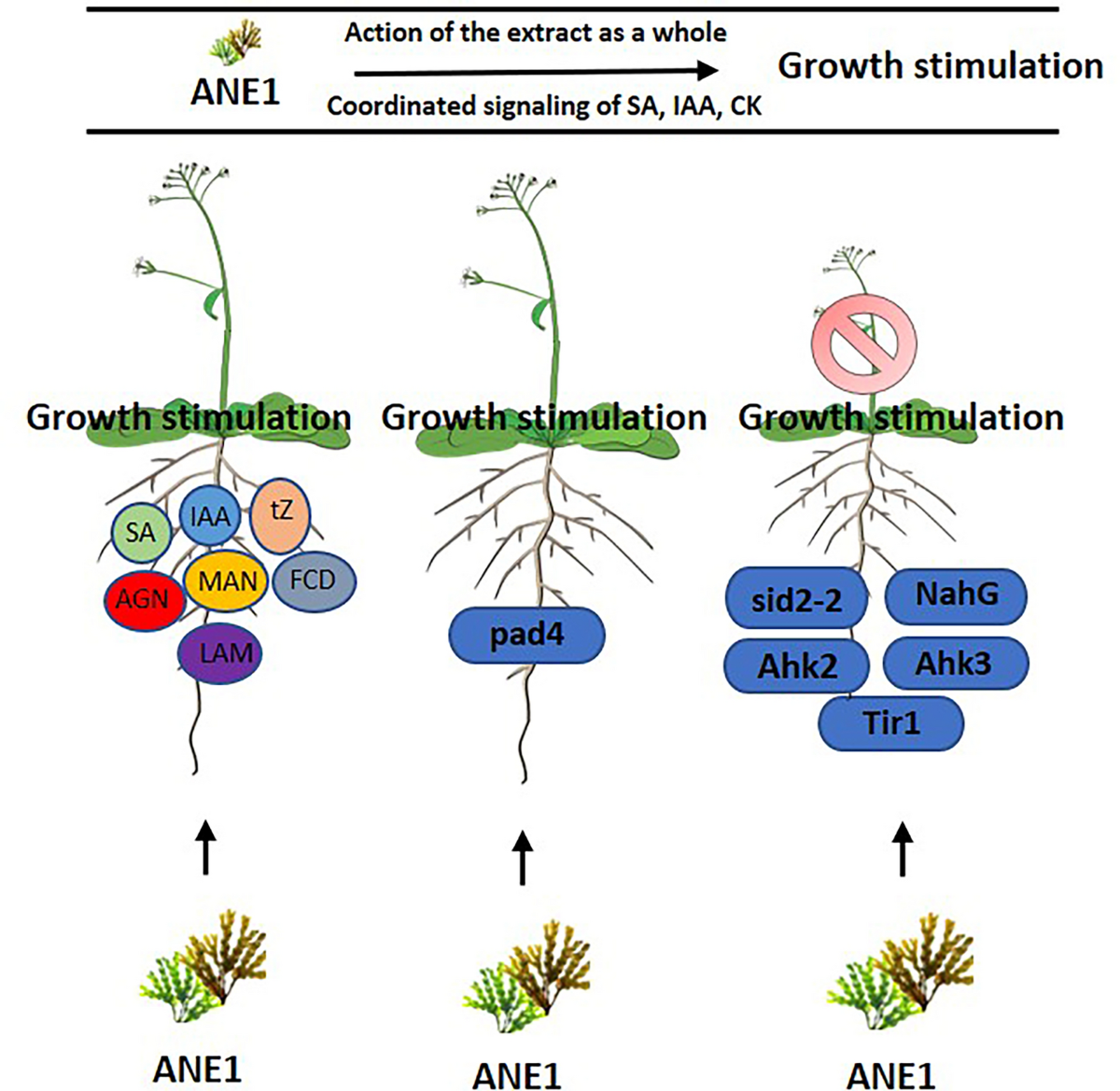 The plant growth-promoting effect of an Ascophyllum nodosum (L.) extract  derives from the interaction of its components and involves salicylic-,  auxin- and cytokinin-signaling pathways | Chemical and Biological  Technologies in Agriculture |