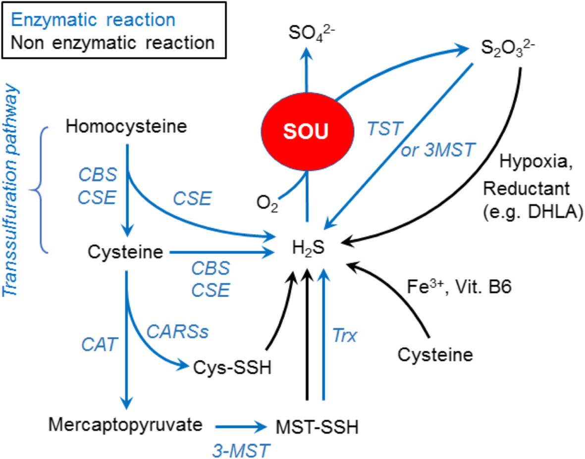 Emerging pharmacological tools to control hydrogen sulfide signaling in critical illness | Intensive Care Medicine Experimental | Springer Nature Link Emerging pharmacological tools to control hydrogen sulfide signaling in critical illness | Intensive Care Medicine Experimental | Springer Nature Link