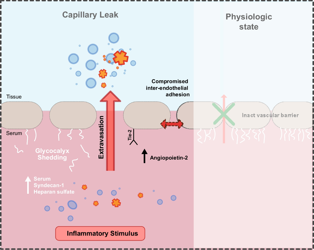 Capillary leak and endothelial permeability in critically ill patients: a  current overview | Intensive Care Medicine Experimental | Full Text