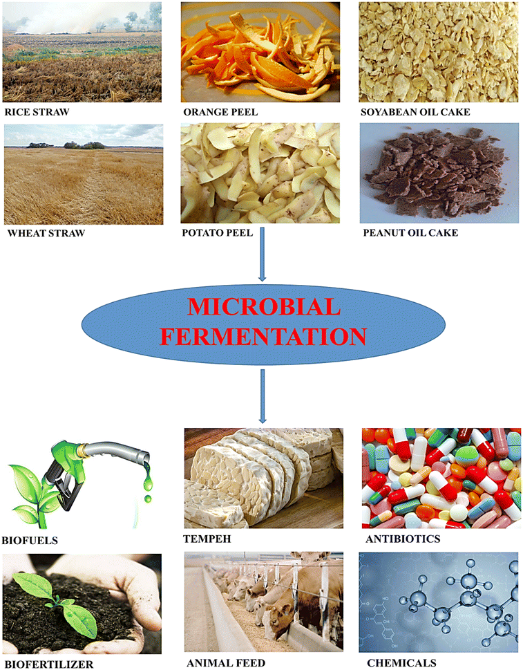 Agro-industrial wastes and their utilization using solid state 