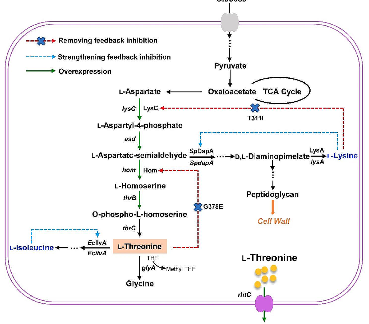 feedback inhibition in isoleucine synthesis