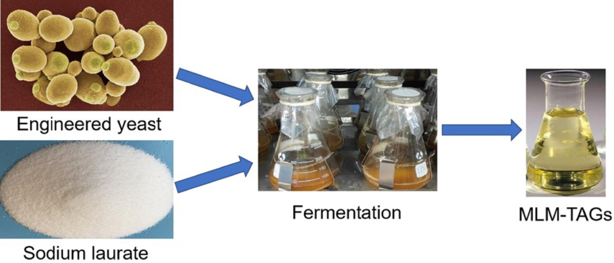 Enhanced synthesis of 1, 3-medium chain-2-long chain triacylglycerols by  engineered Saccharomyces cerevisiae | Bioresources and Bioprocessing
