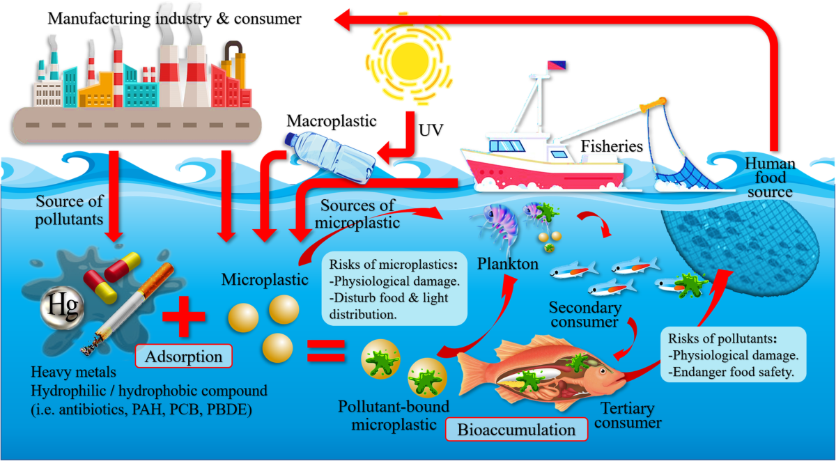 Marine microplastics as vectors of major ocean pollutants and its hazards  to the marine ecosystem and humans, Progress in Earth and Planetary  Science