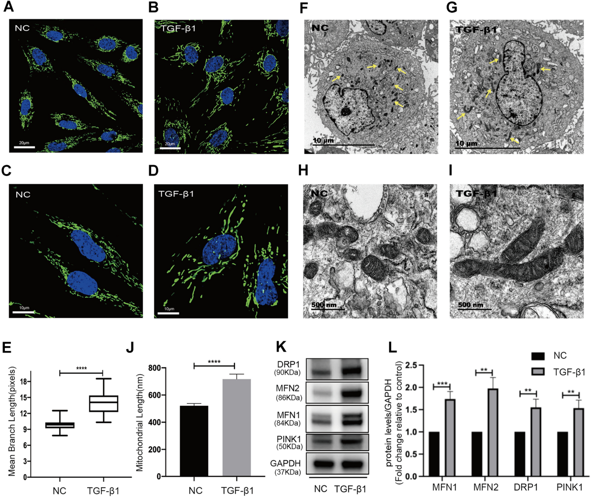 Glutaminolysis regulates endometrial fibrosis in intrauterine adhesion via  modulating mitochondrial function | Biological Research | Springer Nature  Link
