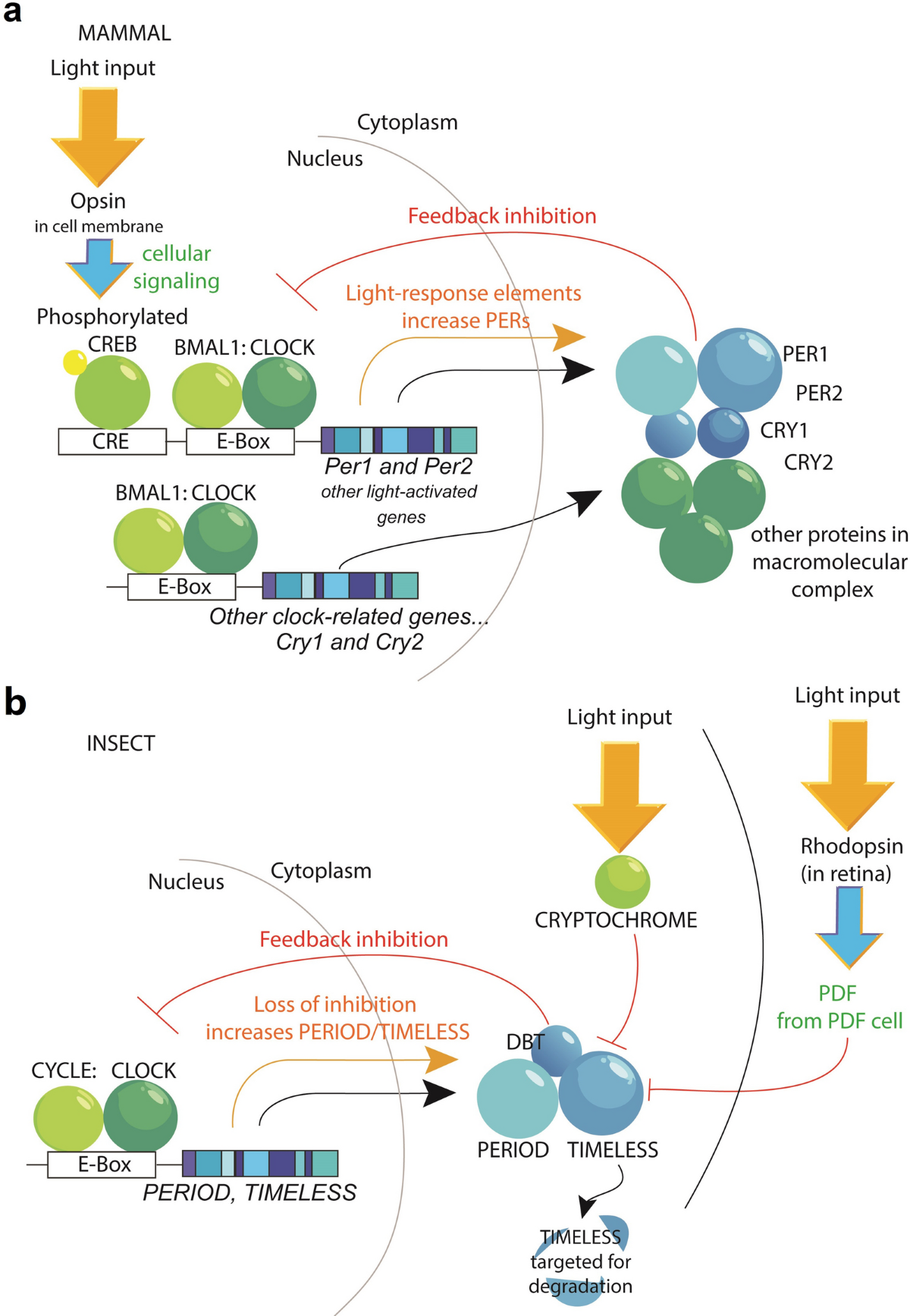 Non-visual opsins and their role in circadian photoentrainment | Eye and  Vision