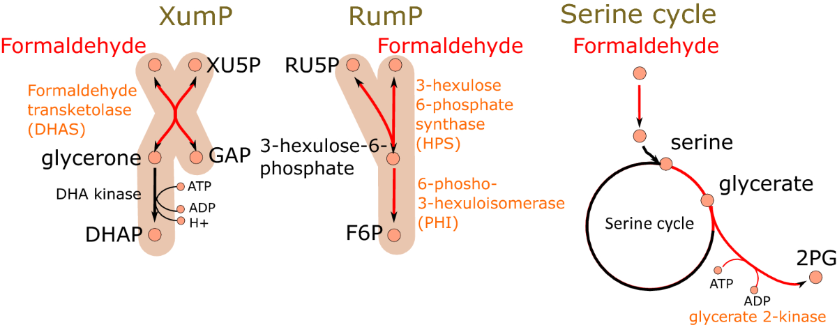 glutathione deficiency cancer Role of Glutathione in Cancer: From Mechanisms to Therapies