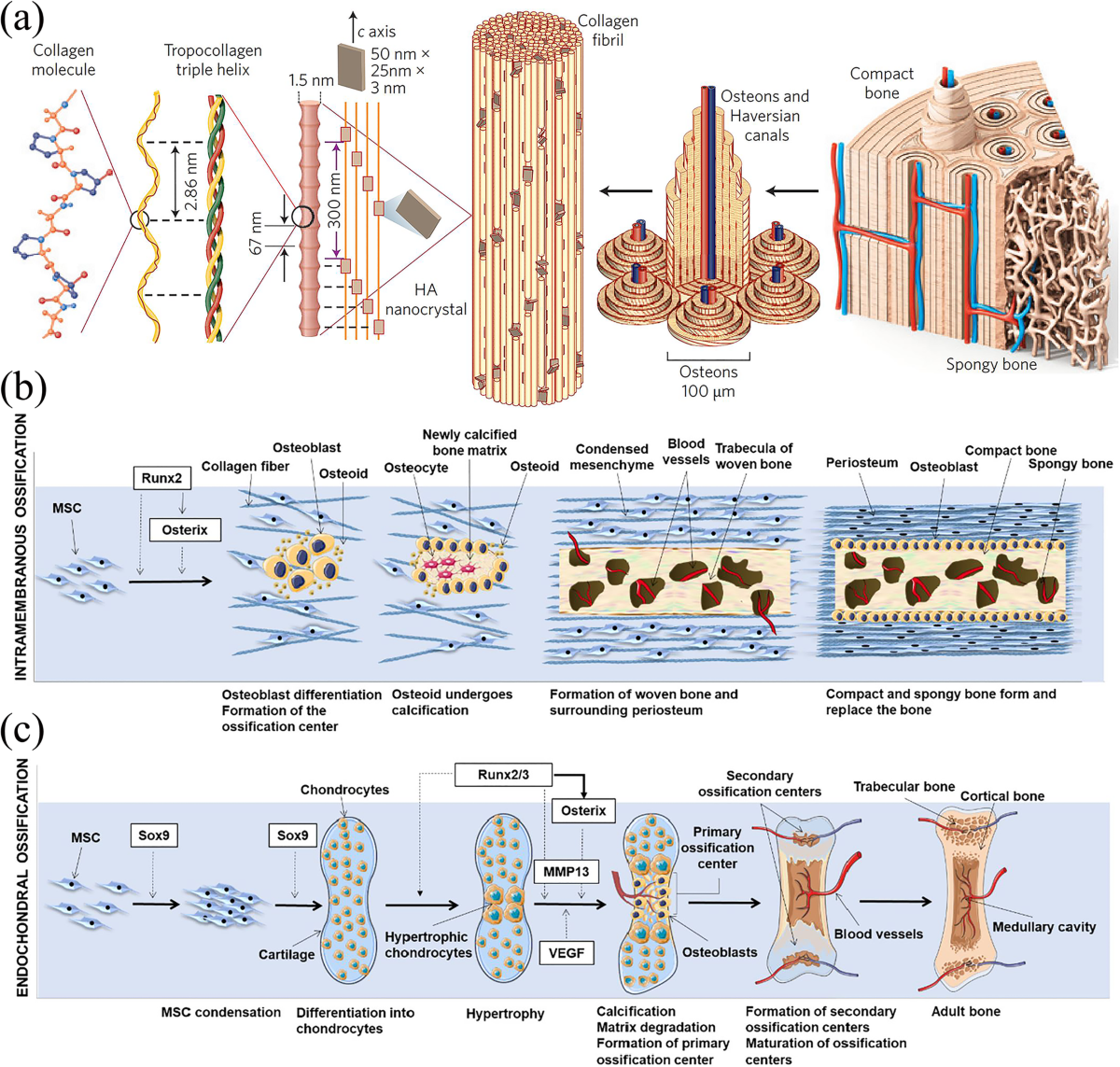Biodegradable materials for bone defect repair | Military Medical 