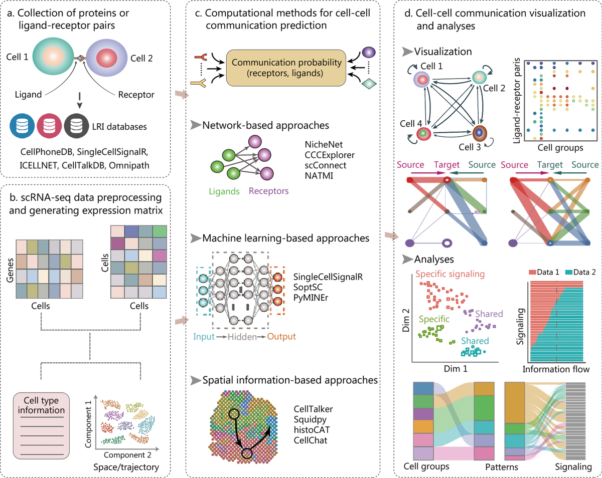 Data analysis guidelines for single-cell RNA-seq in biomedical 