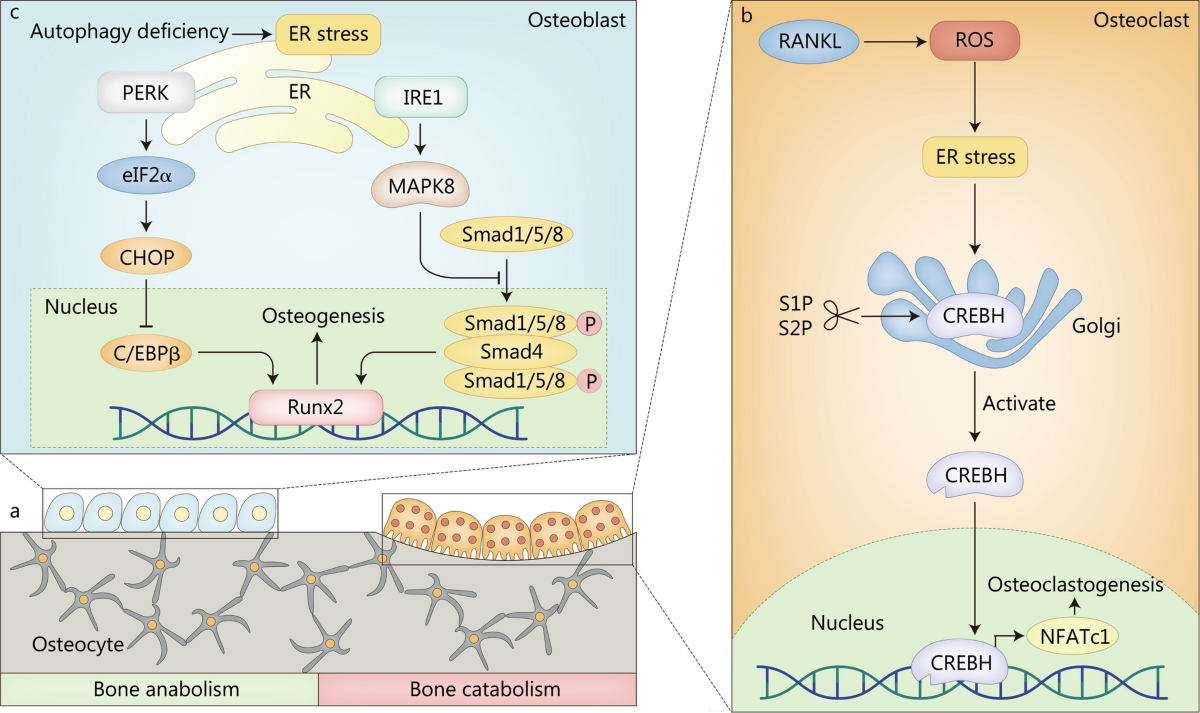 Insights into the underlying pathogenesis and therapeutic potential of  endoplasmic reticulum stress in degenerative musculoskeletal diseases |  Military Medical Research | Springer Nature Link
