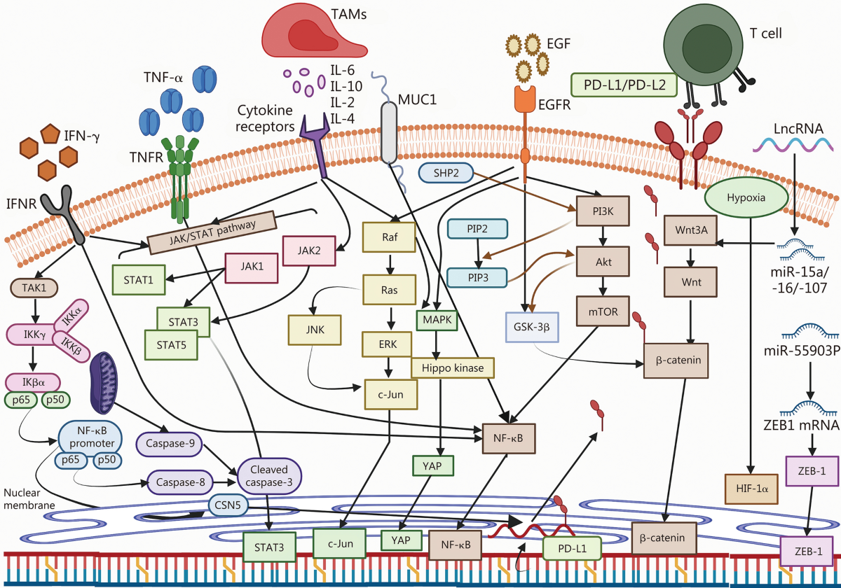 sinha et al 2018 liposomal glutathione eur j clin nutr Role of PD-1/PD-L1 signaling axis in oncogenesis and its targeting by bioactive natural compounds for cancer immunotherapy | Military Medical Research typical b12 injection dosage علاج اثار التعب على البشرة Capsules:60 capsules