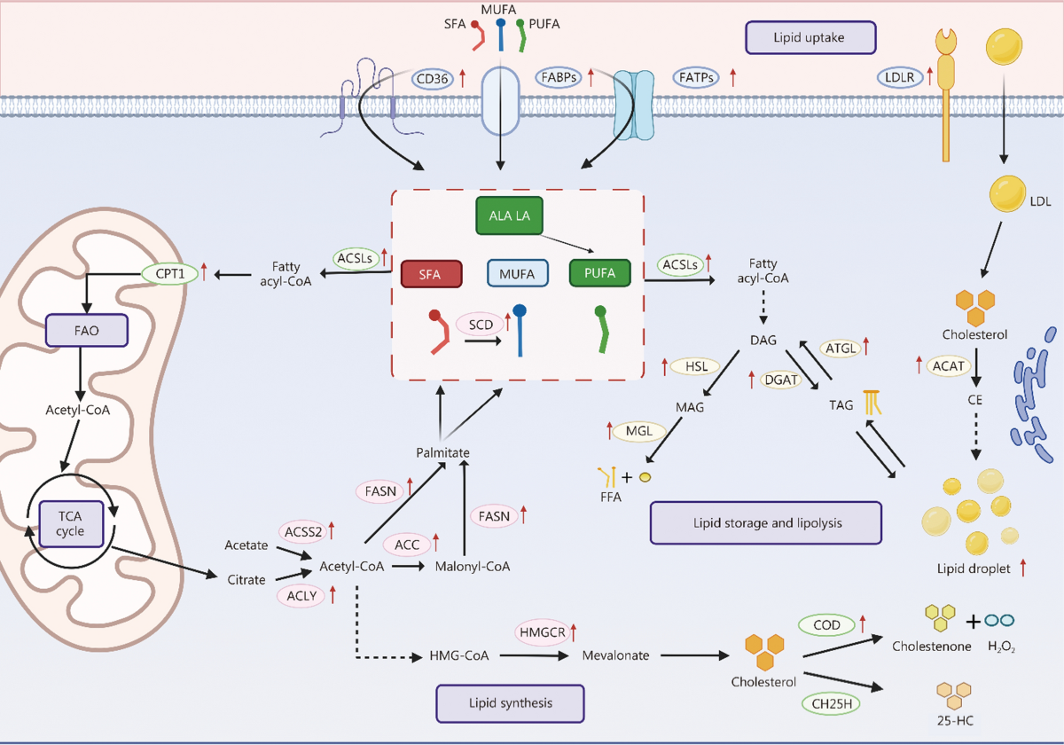 Advanced multifunctional nano-delivery platform focusing on treating  diseases related to lipid metabolism via targeted intervention in various  lipid metabolic processes | Military Medical Research | Springer Nature Link