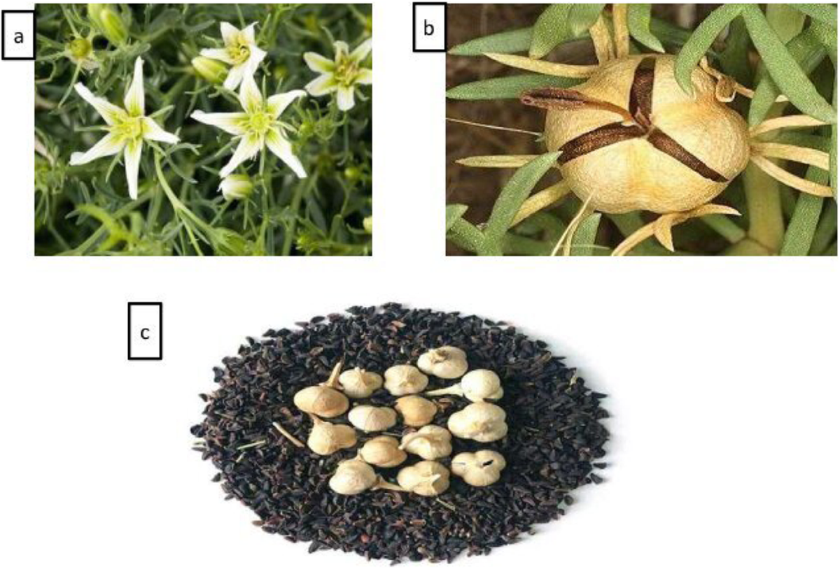Improving health benefits with considering traditional and modern health  benefits of Peganum harmala | Clinical Phytoscience | Springer Nature Link