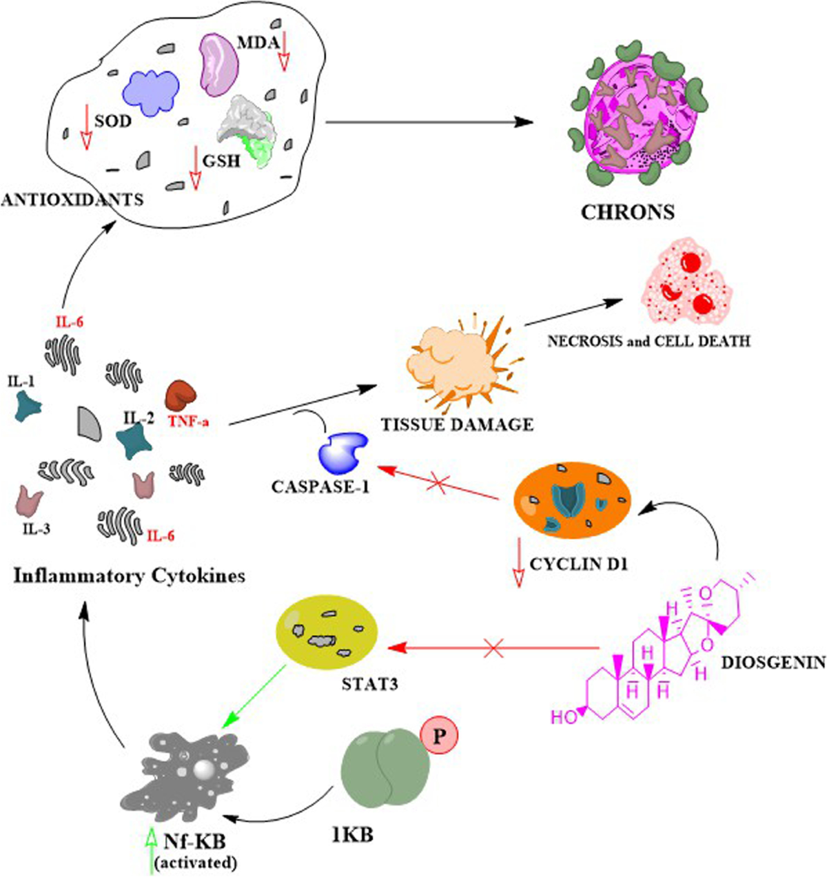 glutathione can affect kidney Disruption in glutathione metabolism and altered energy production in the  liver and kidney after ischemic acute kidney injury in mice