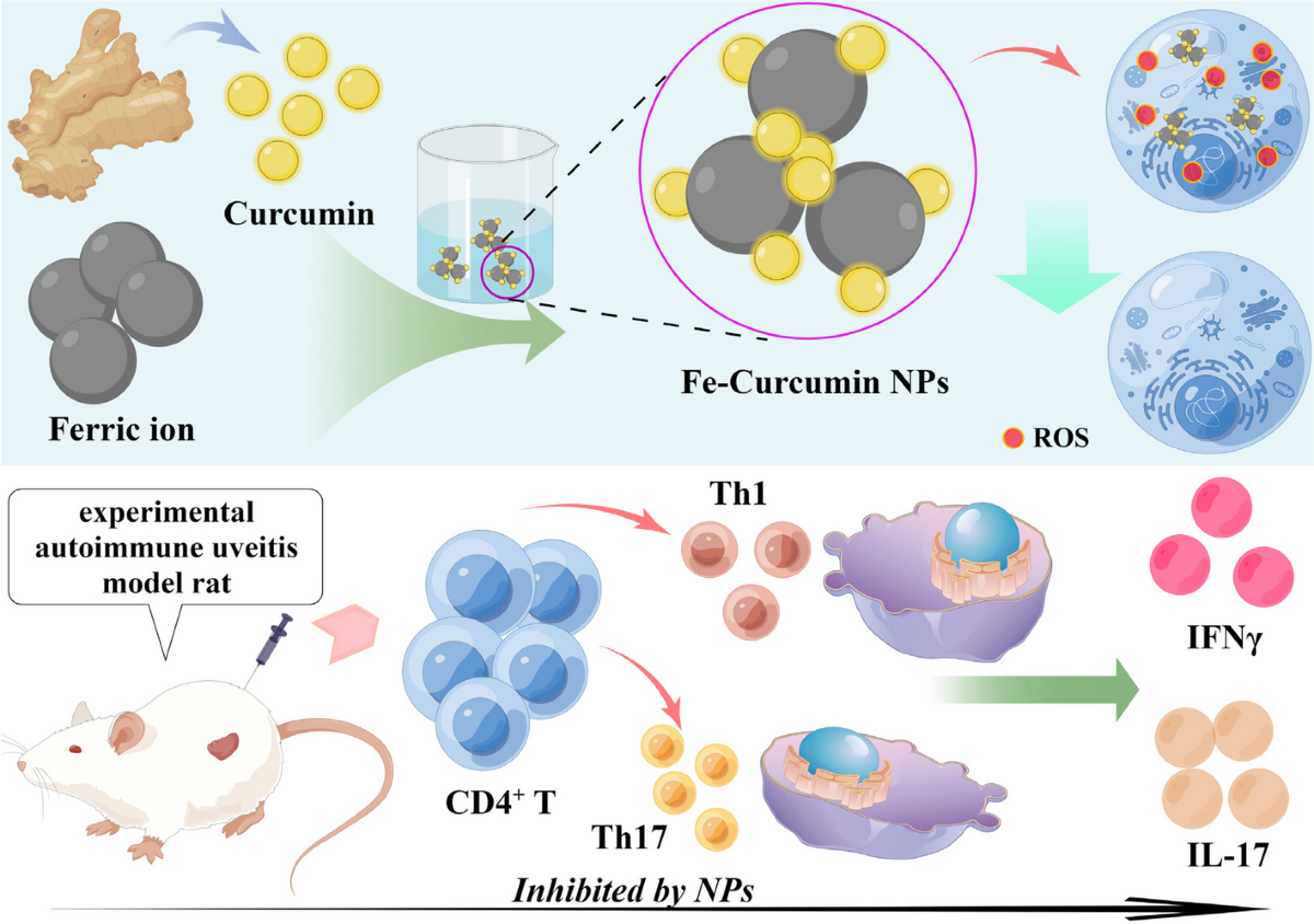 glutathione treatment for uveitis Fe-curcumin nanozyme-mediated immunosuppression and anti-inflammation in experimental autoimmune | Biomaterials Research GHK-Cu Vs BPC-157: Don't PRICE:1 Piece glow supplement