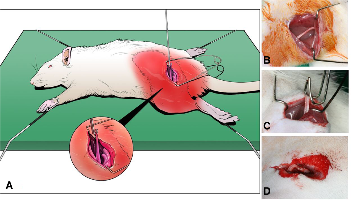 bpc-157 nerve regeneration sciatic nerve rat The potential therapeutic effects of coenzyme Q10 on the following short- and long-term injury Novel Therapeutic Effects in Rat