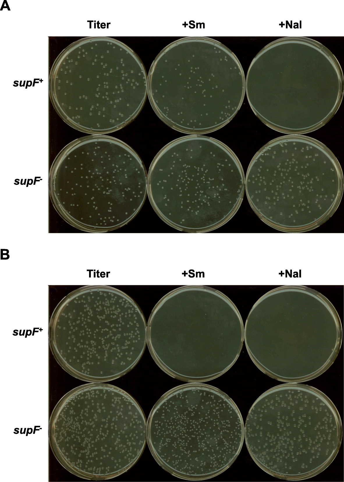 New indicator Escherichia coli strain for rapid and accurate detection of supF mutations | Genes and Environment
