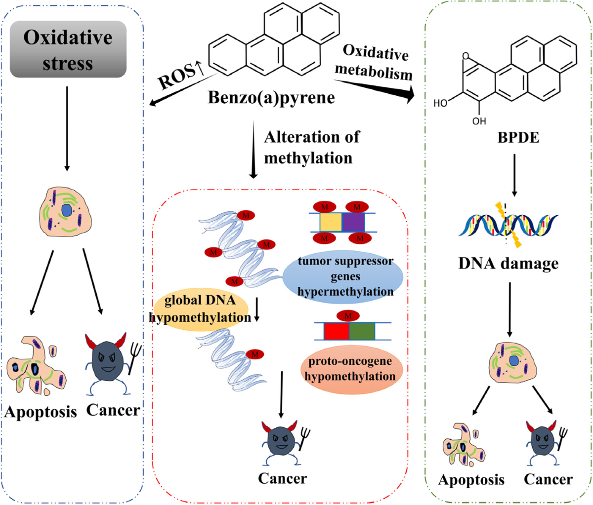 low glutathione and covid The Role of Glutathione in Protecting against the Severe Inflammatory  Response Triggered by COVID-19