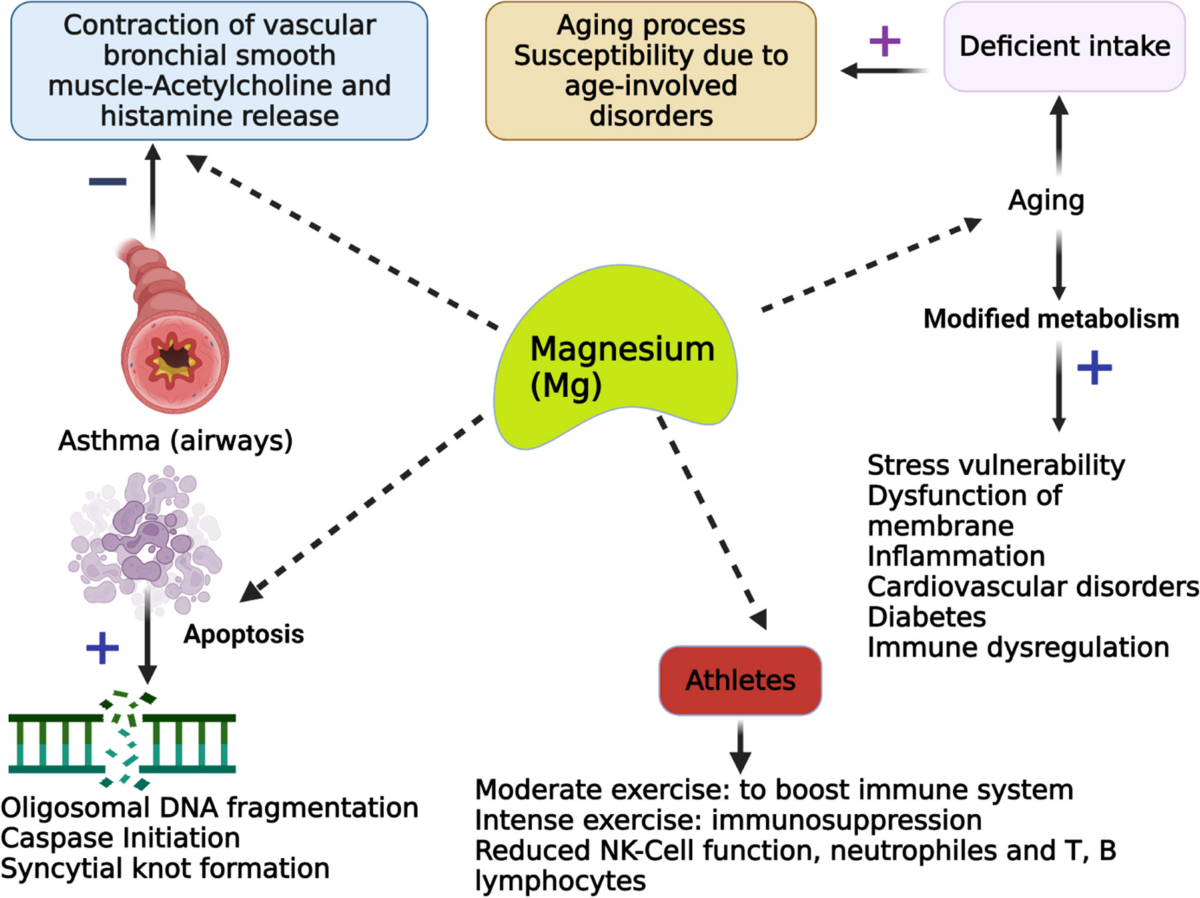 Magnesium absorption through skin immune system illustration