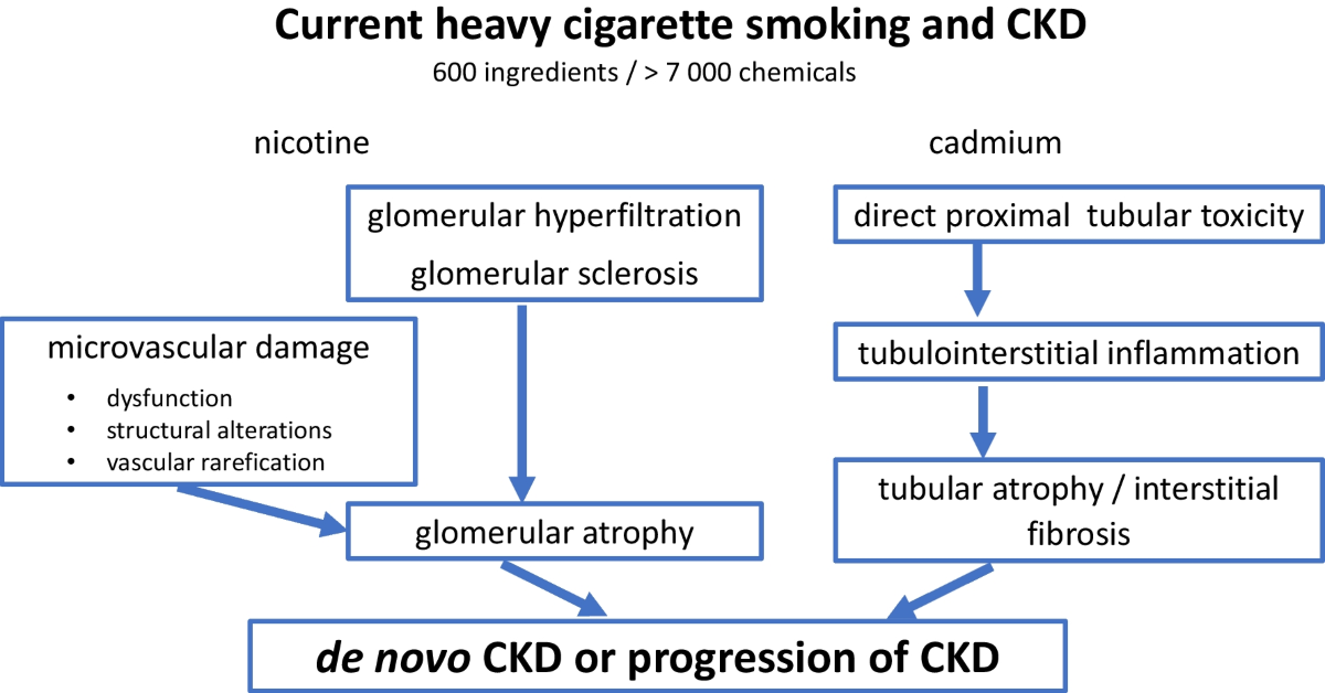 tobacco and kidney Smoking status, cadmium, and chronic kidney disease | Renal Replacement  Therapy
