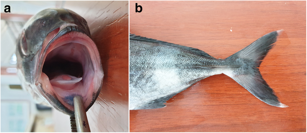 First record of pilotfish Naucrates ductor (Linnaeus 1758