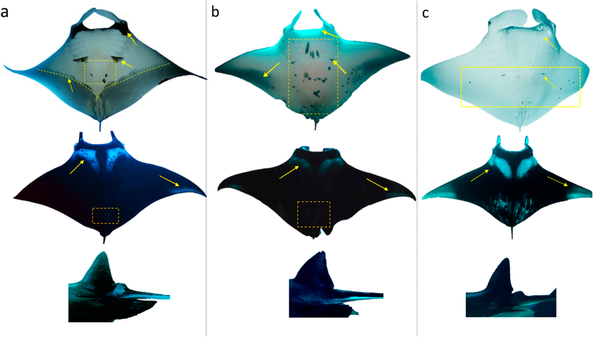 Sightings trends and behaviour of manta rays in Fernando de  