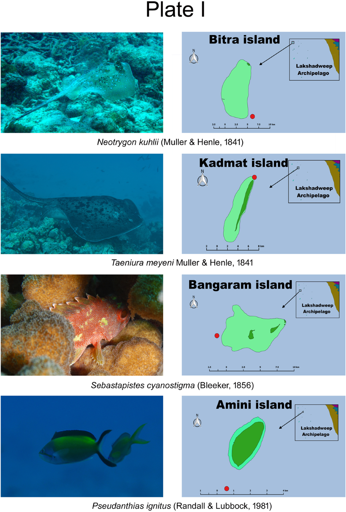 Giant Trevally in India - Lakshadweep Archipelago