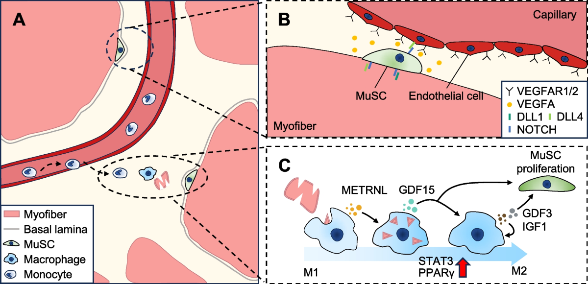 Beyond the bulk: overview and novel insights into the dynamics of muscle satellite  cells during muscle regeneration | Inflammation and Regeneration | Springer  Nature Link