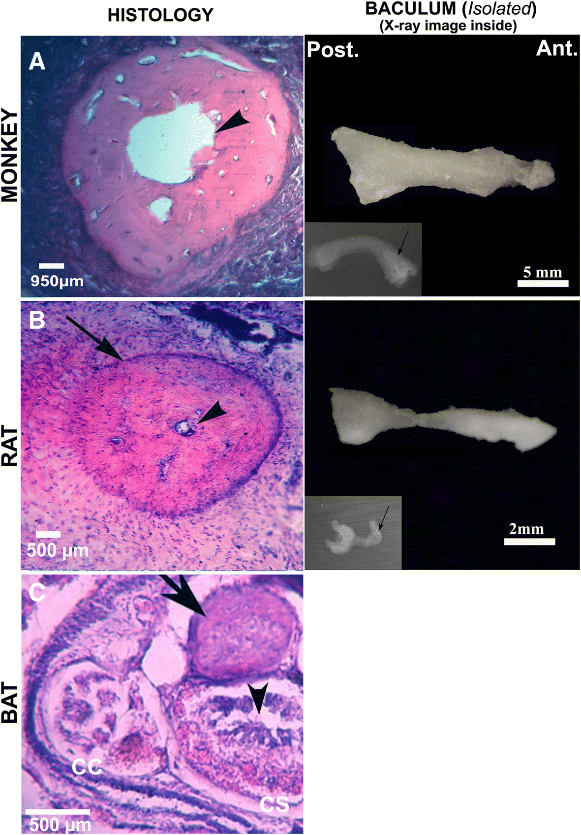 The penile baculum in monkey (Macaca radiata), rat (Rattus norvegicus), and bat (Pipistrellus mimus) and its functional significancea mini review | The Journal of Basic and Applied Zoology | Springer Nature Link The penile baculum in monkey (Macaca radiata), rat (Rattus norvegicus), and bat (Pipistrellus mimus) and its functional significancea mini review | The Journal of Basic and Applied Zoology | Springer Nature Link