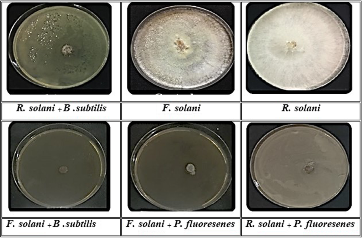 Isolation and molecular identification of Rhizoctonia solani and Fusarium  solani isolated from cucumber (Cucumis sativus L.) and their control  feasibility by Pseudomonas fluorescens and Bacillus subtilis | Egyptian  Journal of Biological Pest